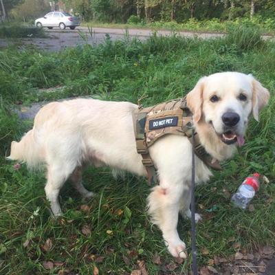 1000D Nylon 17in Adjustable Dog Harness Scratch Resistant